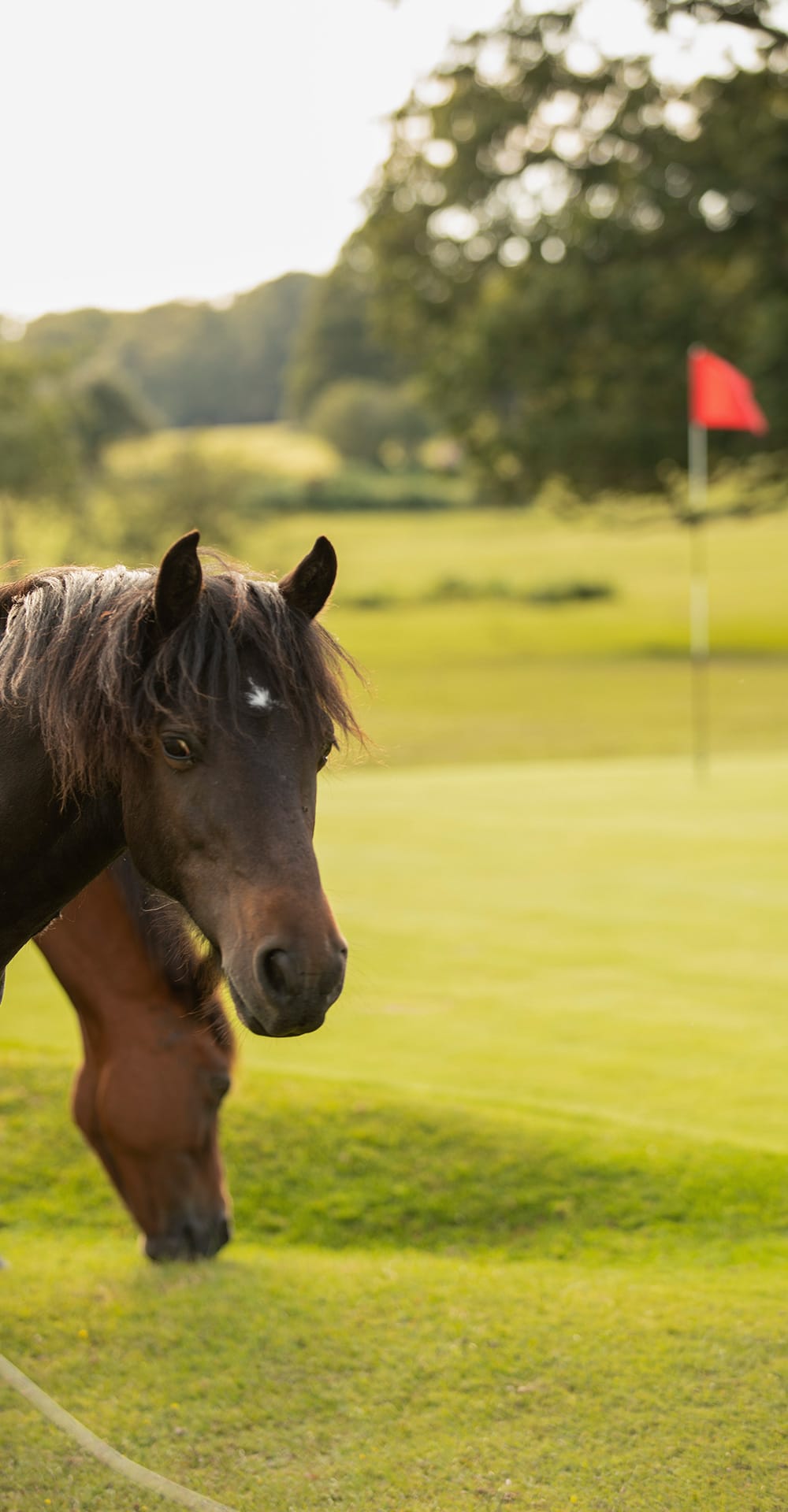 members-competitions-2023-bramshaw-golf-club